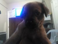 Redbone Coonhound Puppies for sale in Shelbyville, TN, USA. price: NA