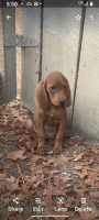 Redbone Coonhound Puppies for sale in Tennessee City, TN 37055, USA. price: NA