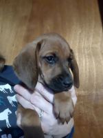 Redbone Coonhound Puppies for sale in Lockwood, NY 14859, USA. price: NA