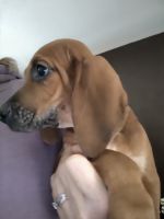 Redbone Coonhound Puppies for sale in Lockwood, NY 14859, USA. price: $300