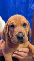 Redbone Coonhound Puppies for sale in Quincy, Florida. price: NA