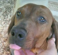Redbone Coonhound Puppies for sale in Sweetwater, TN 37874, USA. price: NA