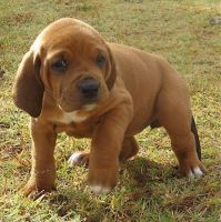 Redbone Coonhound Puppies for sale in St. Louis, MO, USA. price: NA