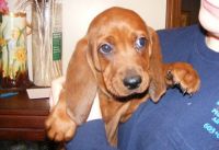 Redbone Coonhound Puppies for sale in Houston, TX, USA. price: NA