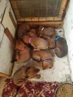 Redbone Coonhound Puppies for sale in New Ulm, MN 56073, USA. price: NA