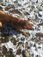 Redbone Coonhound Puppies for sale in Madison, NC 27025, USA. price: NA