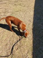 Redbone Coonhound Puppies for sale in Noblesville, IN, USA. price: NA