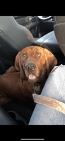 Redbone Coonhound Puppies for sale in Llano, TX 78643, USA. price: NA