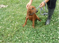 Redbone Coonhound Puppies for sale in Mt Pleasant, TX 75455, USA. price: NA