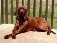 redbone coonhound dog
