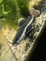 Redtail catfish Fishes for sale in Augusta, GA 30907, USA. price: NA