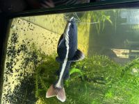 Redtail catfish Fishes Photos