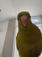 Regent Parrot Birds for sale in Chicago, IL, USA. price: $3,000