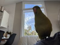 Regent Parrot Birds Photos