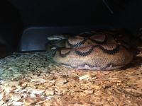 Reticulated python Reptiles for sale in NJ-42, Deptford Township, NJ, USA. price: NA