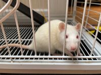 Rex Rat Rodents for sale in Weehawken, NJ 07086, USA. price: NA