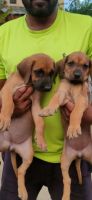 Rhodesian Ridgeback Puppies for sale in Mysuru, Karnataka, India. price: 35000 INR