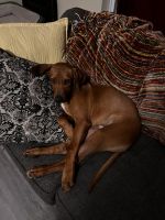 Rhodesian Ridgeback Puppies for sale in Charlotte, NC, USA. price: NA