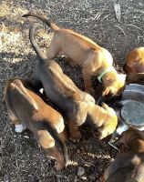 Rhodesian Ridgeback Puppies for sale in Friendswood, TX, USA. price: NA
