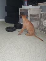 Rhodesian Ridgeback Puppies for sale in 2302 Minter Ave, Selma, AL 36703, USA. price: NA