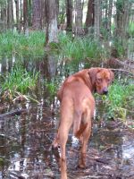Rhodesian Ridgeback Puppies for sale in Plant City, FL, USA. price: NA