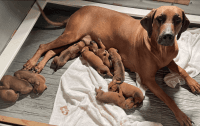 Rhodesian Ridgeback Puppies for sale in Plymouth, CA 95669, USA. price: NA