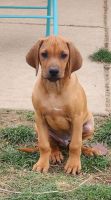 Rhodesian Ridgeback Puppies for sale in Indianapolis, IN, USA. price: NA