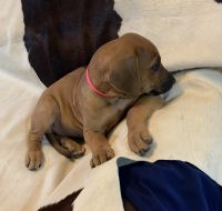 Rhodesian Ridgeback Puppies for sale in Early, TX 76802, USA. price: $1,250