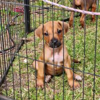 Rhodesian Ridgeback Puppies for sale in New Orleans, LA, USA. price: $1,500