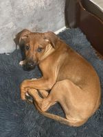 Rhodesian Ridgeback Puppies for sale in New Orleans, LA, USA. price: $3,000