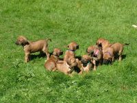 Rhodesian Ridgeback Puppies for sale in New York, NY, USA. price: $800