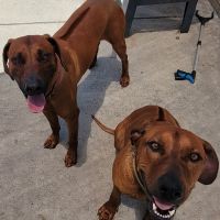 Rhodesian Ridgeback Puppies for sale in Phillips Ranch, CA 91766, USA. price: $2,500