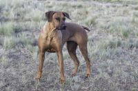 Rhodesian Ridgeback Puppies for sale in Scottsdale, AZ, USA. price: $1,800