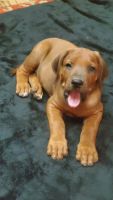 Rhodesian Ridgeback Puppies for sale in Ashville, AL, USA. price: $1,200