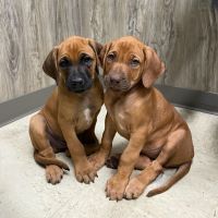 Rhodesian Ridgeback Puppies for sale in Athol, ID 83801, USA. price: $1,200