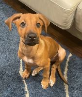 Rhodesian Ridgeback Puppies for sale in New Orleans, LA, USA. price: $2,500