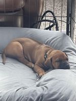 Rhodesian Ridgeback Puppies for sale in Fort Collins, CO 80525, USA. price: $500