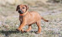 Rhodesian Ridgeback Puppies for sale in Como, CO 80432, USA. price: $1,500
