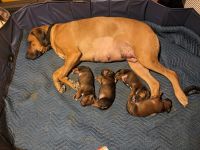 Rhodesian Ridgeback Puppies for sale in Las Cruces, NM, USA. price: NA