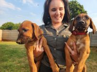 Rhodesian Ridgeback Puppies for sale in Krugersdorp, Gauteng (PWV). price: 3,500 ZAR