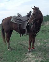 Riding Pony Horses for sale in Defuniak Springs, FL, USA. price: $1,200
