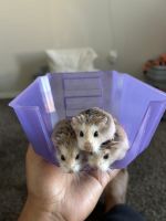 Roborovski hamster Rodents for sale in 602 Rte 291, Lee's Summit, MO 64086, USA. price: $150