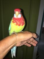 Rosella Birds for sale in North Miami Beach, FL, USA. price: $325