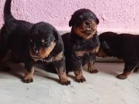 Rottweiler Puppies for sale in Mustafa Nagar, Khammam, Telangana, India. price: 28000 INR