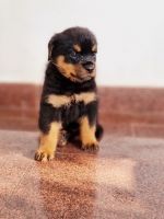 Rottweiler Puppies for sale in Thrissur, Kerala, India. price: 30000 INR