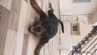 Rottweiler Puppies for sale in Hyderabad, Telangana, India. price: 10000 INR