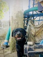 Rottweiler Puppies for sale in Nathupur, Haryana 131029, India. price: 18000 INR