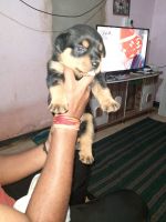 Rottweiler Puppies for sale in Devrukh, Maharashtra 415804, India. price: 22000 INR