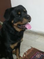 Rottweiler Puppies for sale in Agra, Uttar Pradesh, India. price: NA