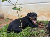 Rottweiler Puppies for sale in Ernakulam, Kerala, India. price: 18000 INR